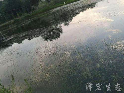 苦草 (2) 苦草 (2)